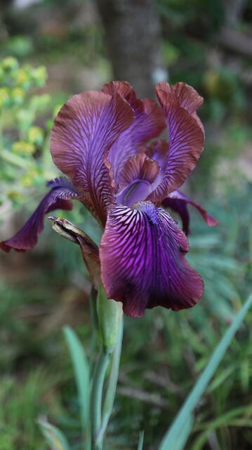Iris stolonifera 'Afrosiab'