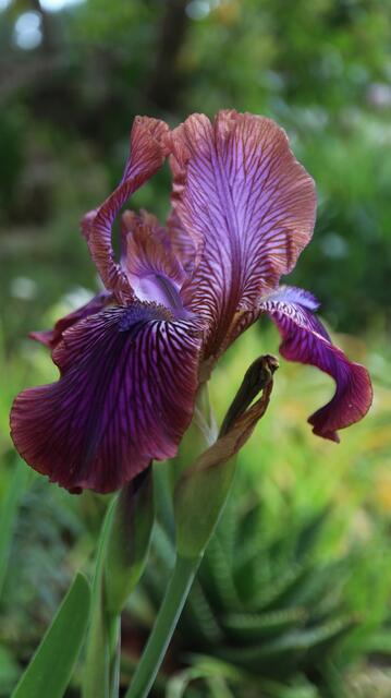 Iris stolonifera 'Afrosiab'