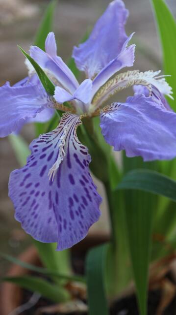 Iris tectorum