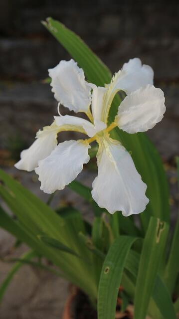 Iris tectorum f. alba