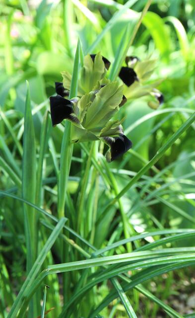 Iris tuberosa