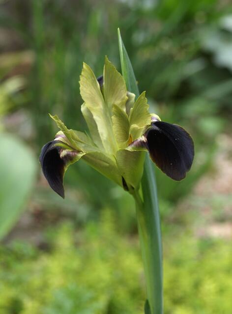 Iris tuberosa - syn: Hermodactylus tuberosus