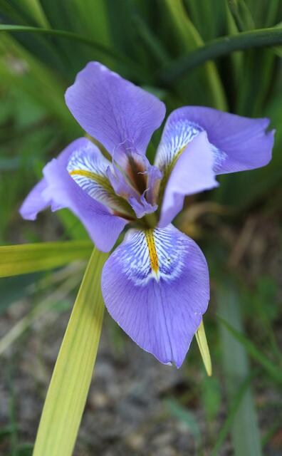 Iris unguicularis