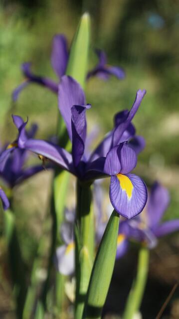 Iris xiphion - syn: Xiphion vulgare