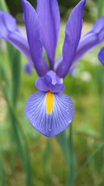 Iris xiphion - syn: Xiphion vulgare / ex Algarve