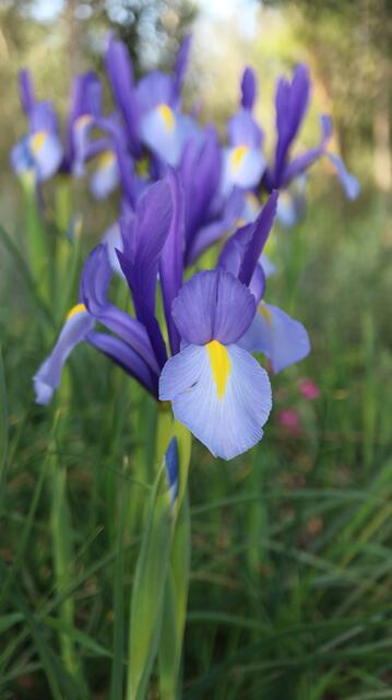 Iris xiphion - syn: Xiphion vulgare