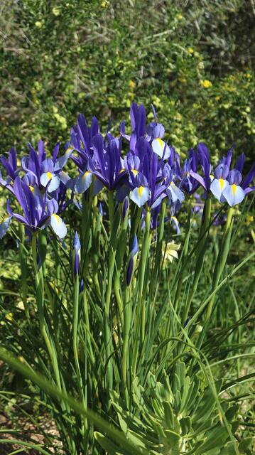 Iris xiphion - syn: Xiphion vulgare / ex Cádiz