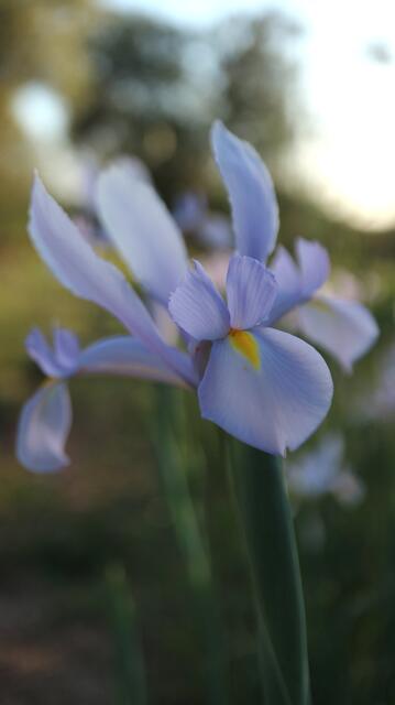 Iris xiphion - syn: Xiphion vulgare / ex Monchique