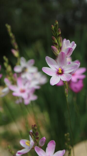 Ixia latifolia