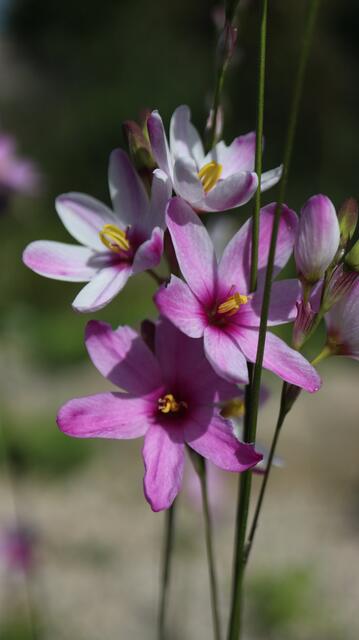ixia latifolia var. latifolia