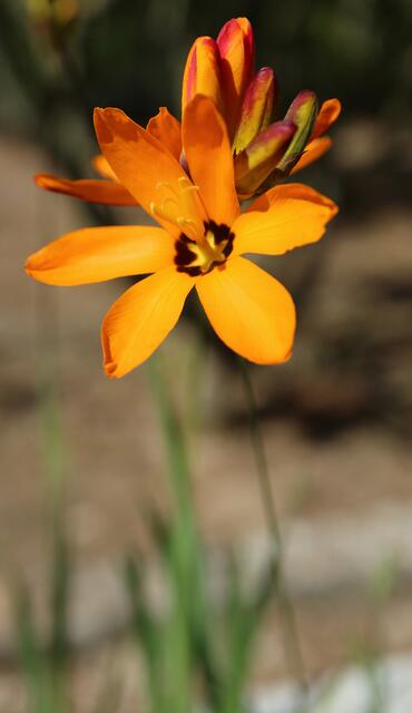 Ixia maculata