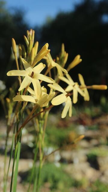 Ixia paniculata