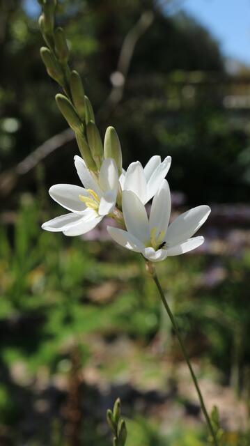 Ixia polystachia