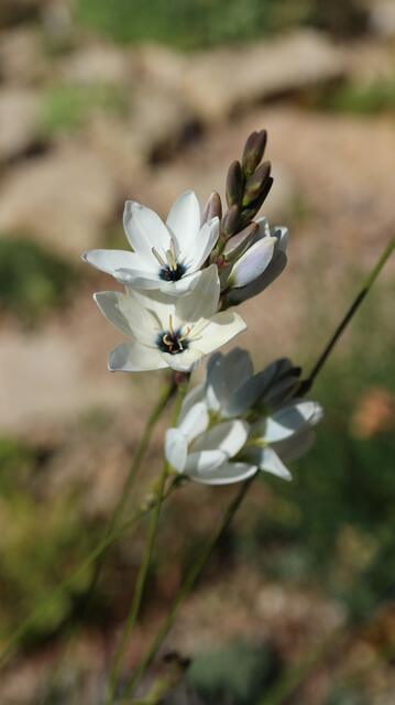 Ixia polystachia