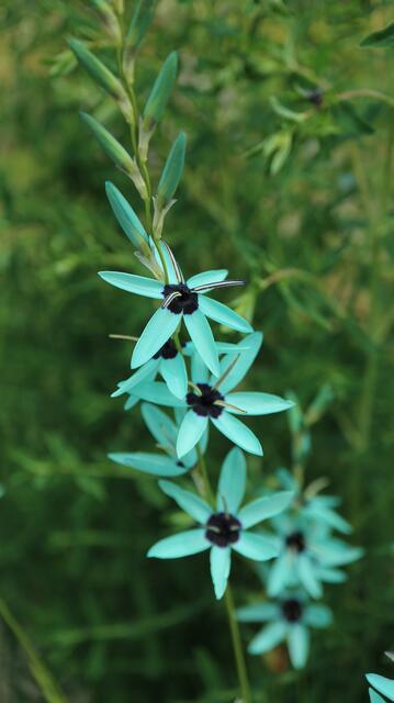 Ixia viridiflora