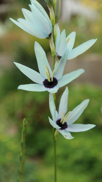 Ixia viridiflora