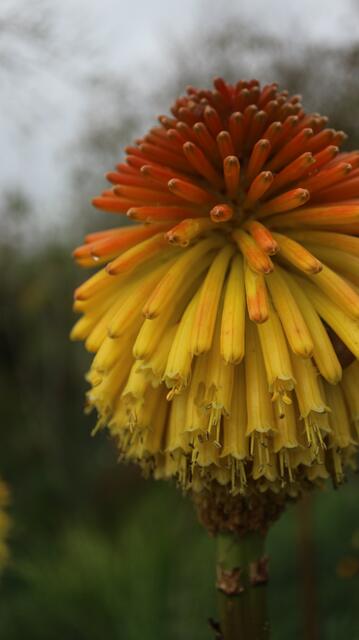 Kniphofia rooperi