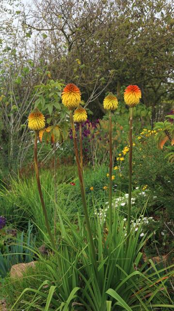 Kniphofia rooperi