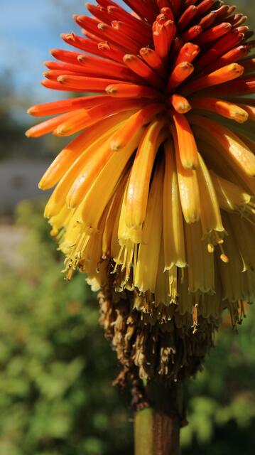 Kniphofia rooperi