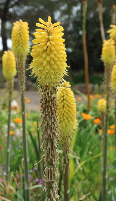 Kniphofia yellow