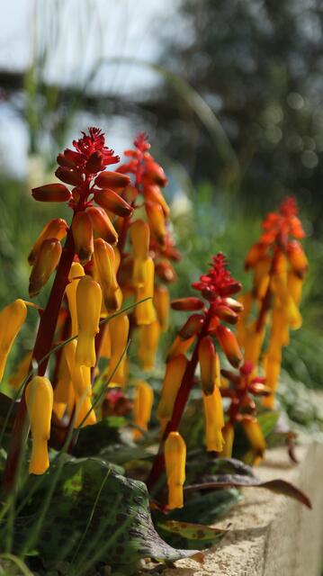 Lachenalia aloides