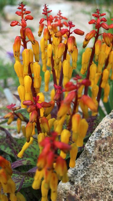 Lachenalia aloides