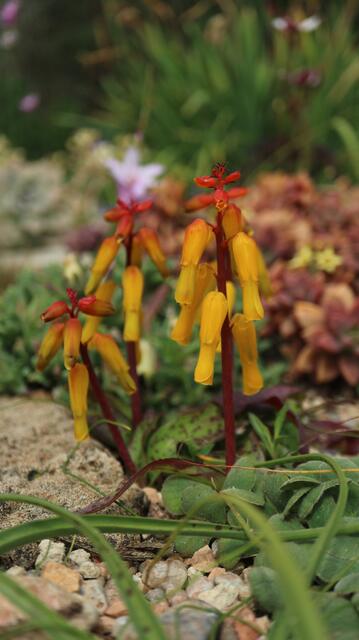 Lachenalia aloides