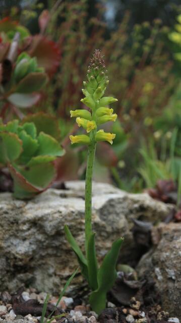 Lachenalia arbuthnotiae