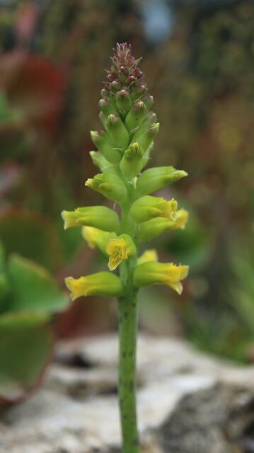 Lachenalia arbuthnotiae