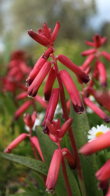 Lachenalia bulbifera