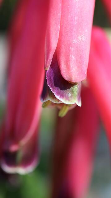 Lachenalia bulbifera