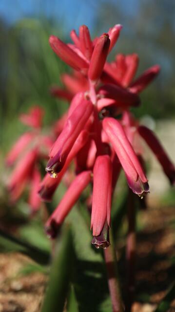 Lachenalia bulbifera
