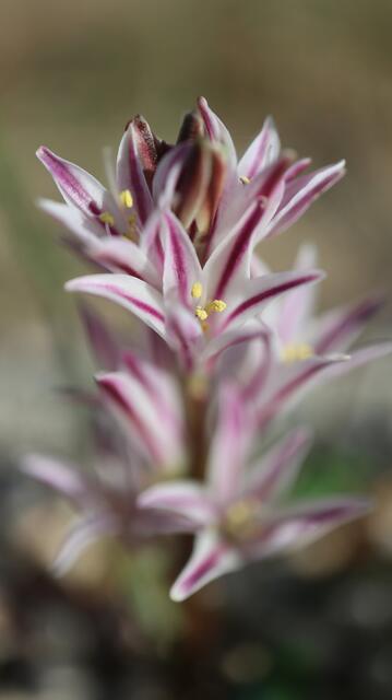 Lachenalia corymbosa - syn: Polyxena corymbosa