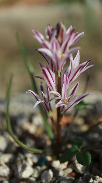 Lachenalia corymbosa - syn: Polyxena corymbosa