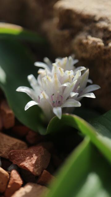 Lachenalia ensifolia - syn: Polyxena ensifolia