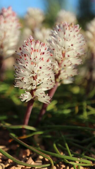 Lachenalia multiflora