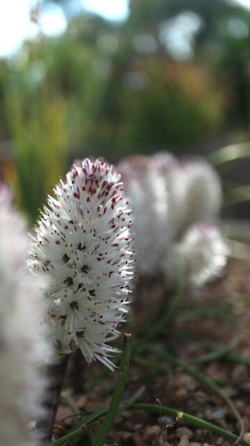 Lachenalia multiflora