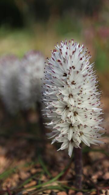 Lachenalia multiflora
