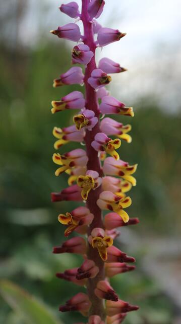 Lachenalia mutabilis