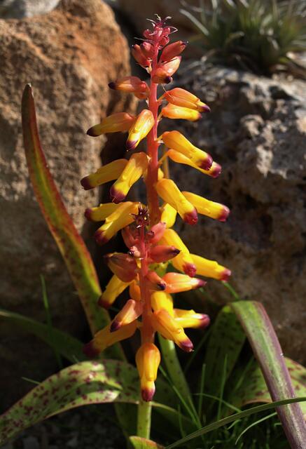 Lachenalia 'Namakwa'