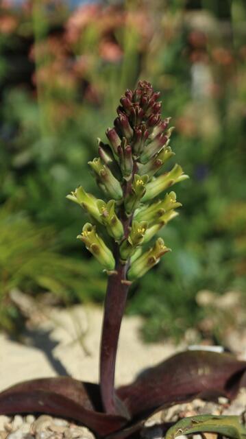 Lachenalia orchioides