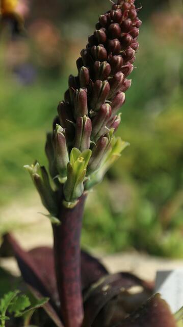 Lachenalia orchioides