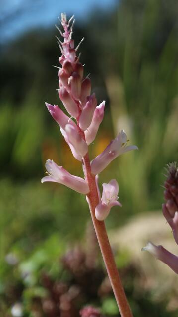 Lachenalia orchioides subsp. glaucina