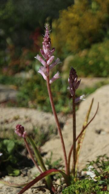 Lachenalia orchioides subsp. glaucina