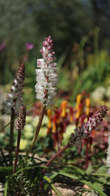 Lachenalia orthropetala