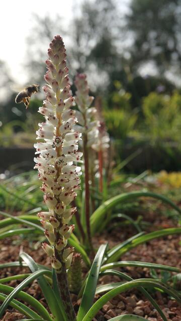 Lachenalia orthropetala