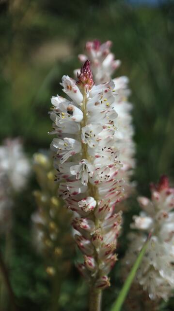 Lachenalia orthropetala