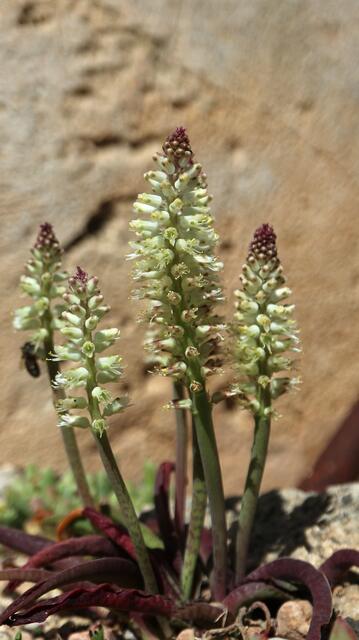 Lachenalia pallida