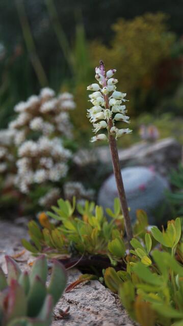 Lachenalia pallida