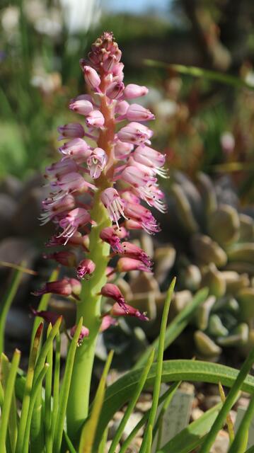 Lachenalia purpureo-coerulea